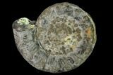 Pyrite Replaced Ammonite (Peronoceras) Fossil - England #156451-1